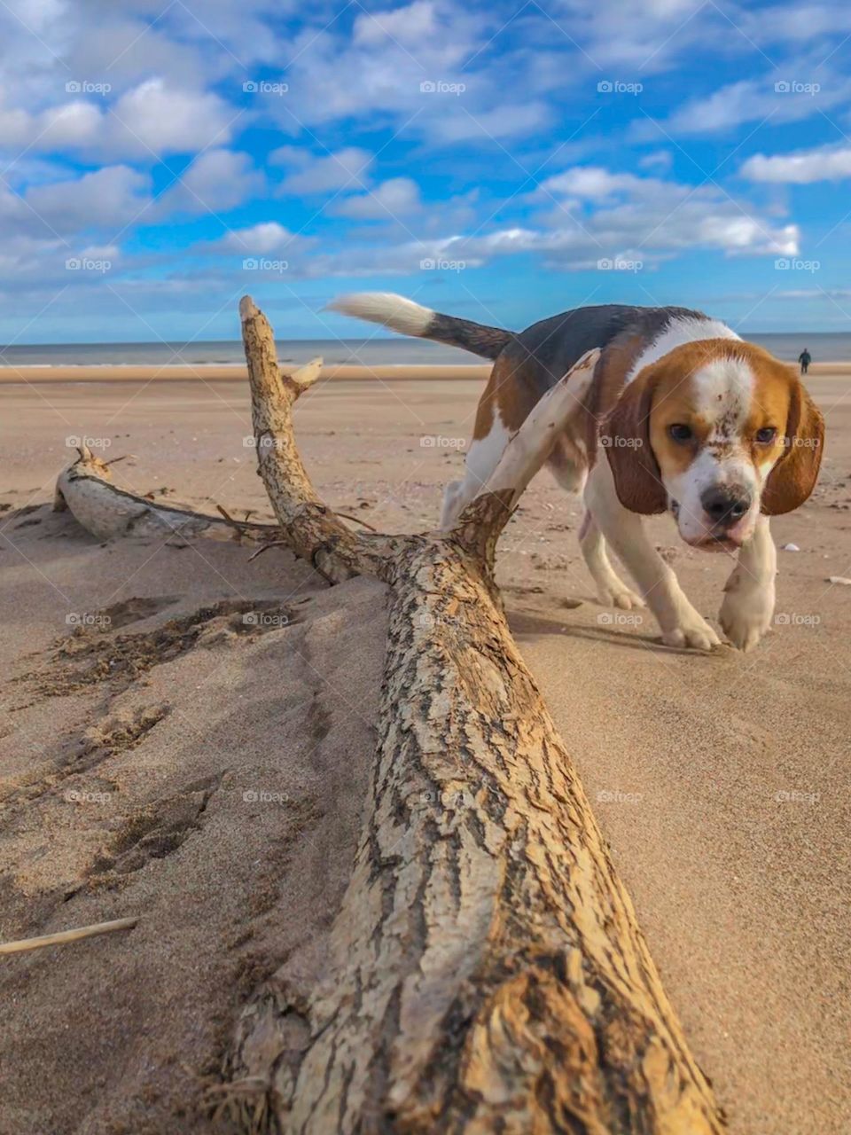Beach beagle