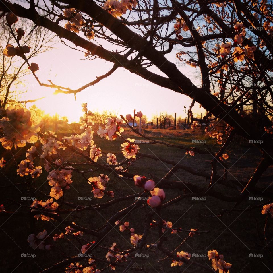 Hermiston Sunset through Blossoms. Sunset at Papa and Gramma's.