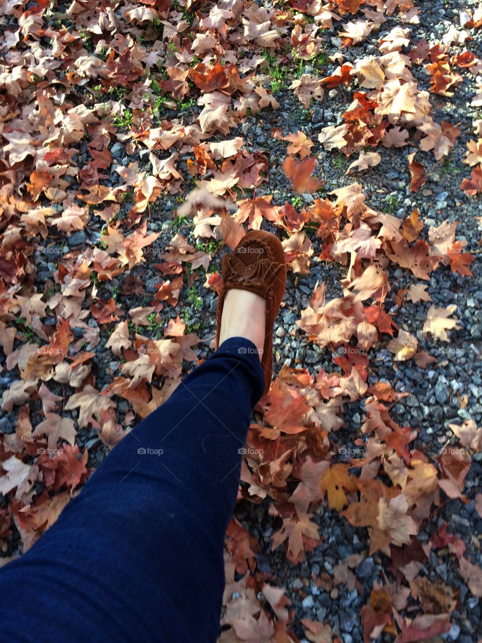 Fall, People, Leaf, Tree, Outdoors