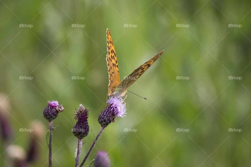 Orange butterfly ready to fly 