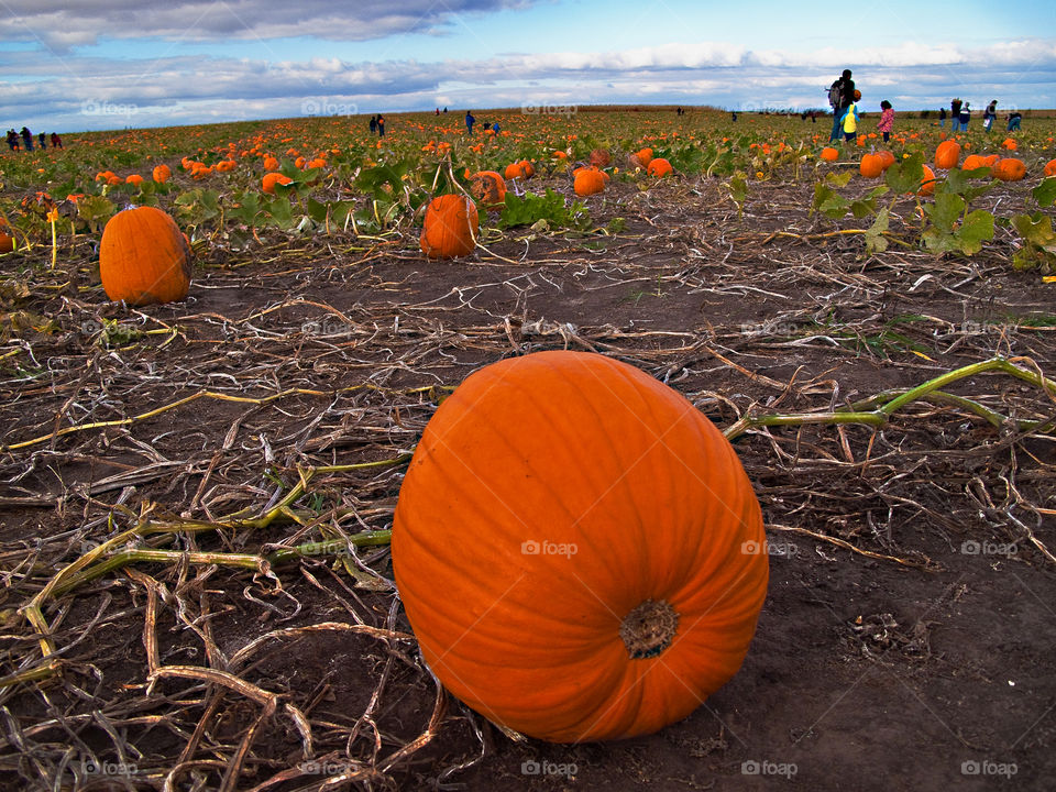 pumpkin