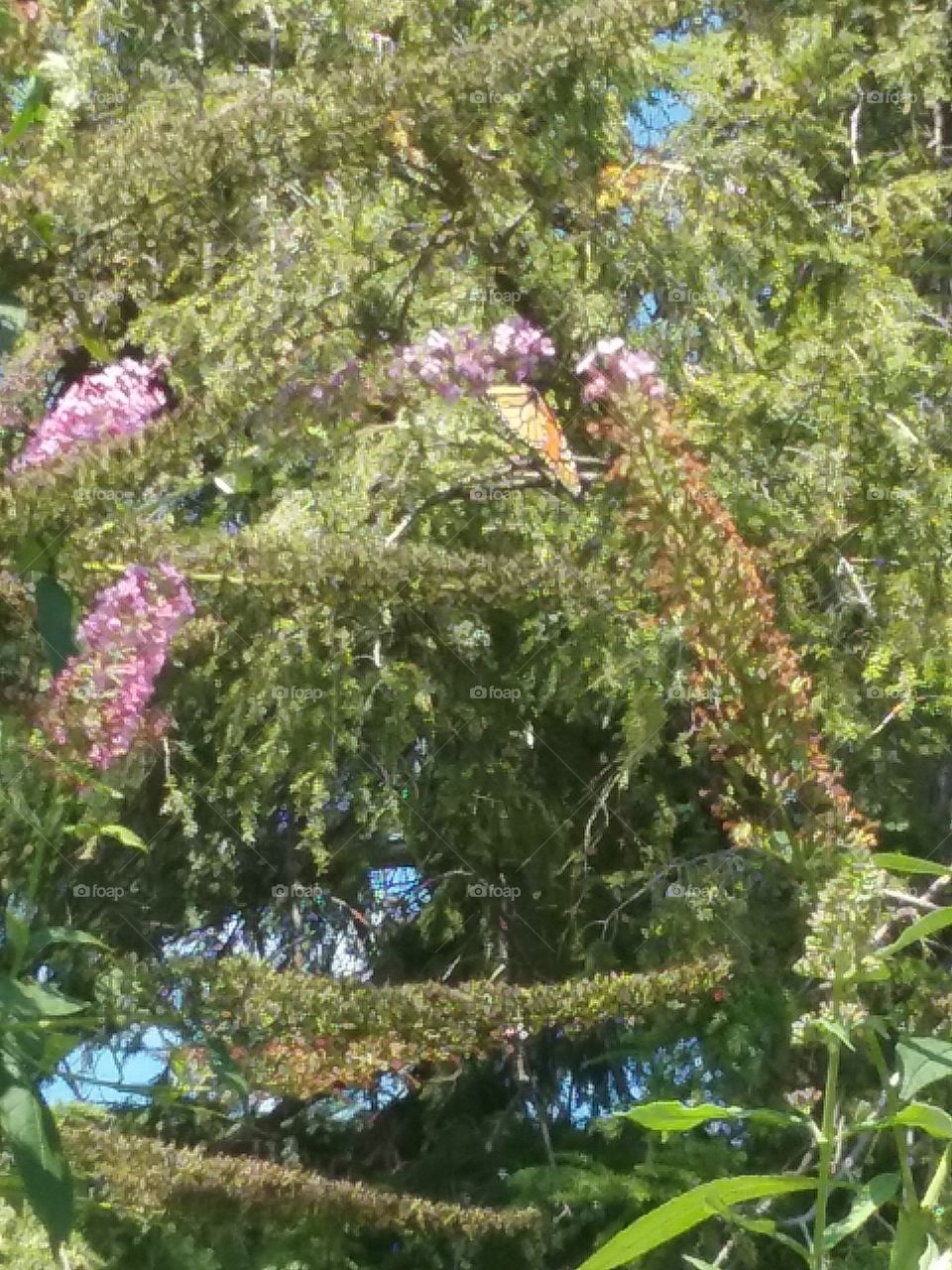 Blooming butterfly bush