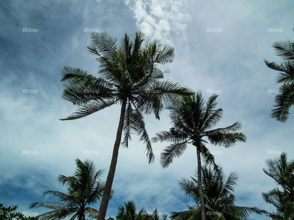 Natural palms tree lifestyle 
