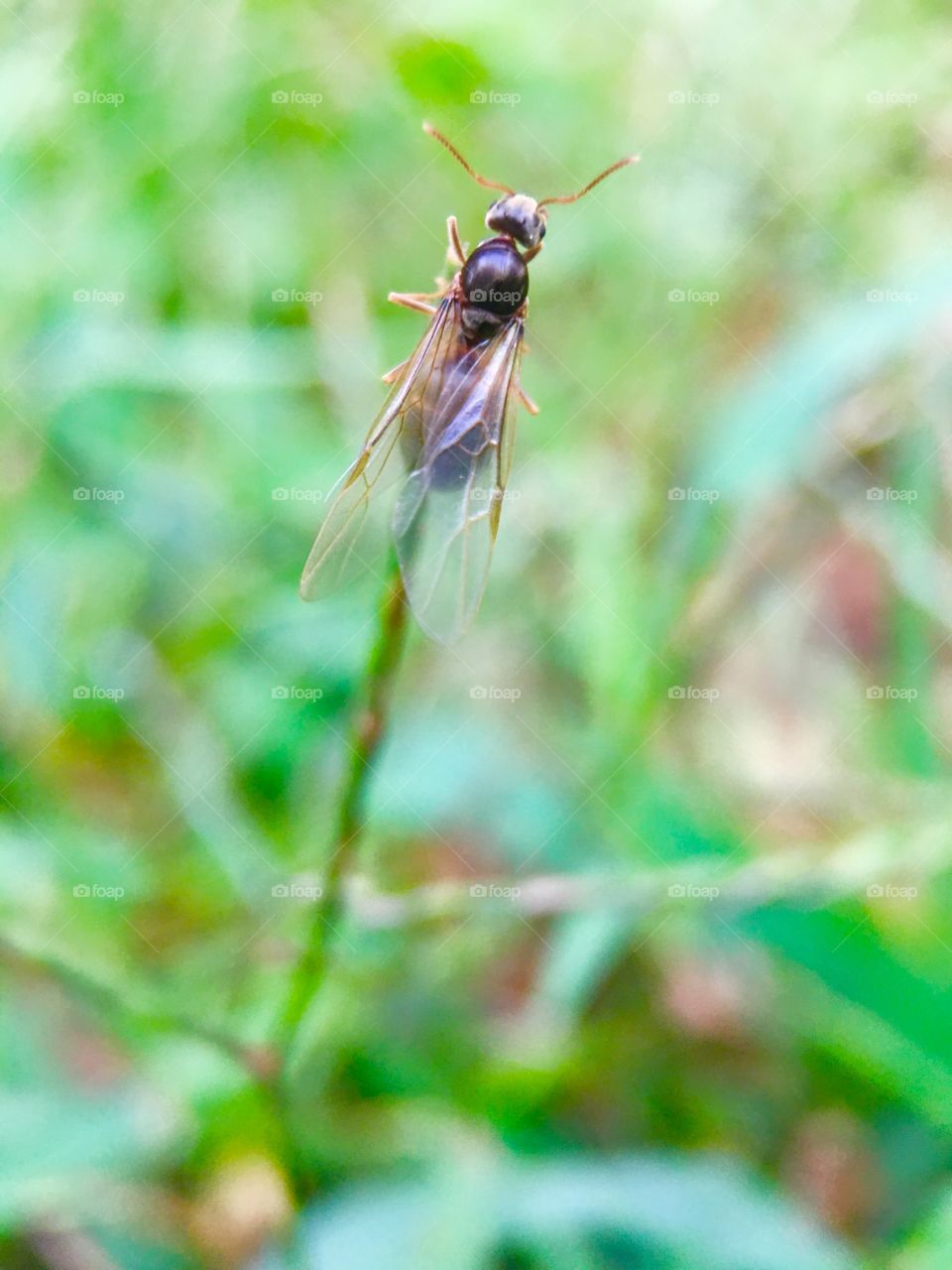 Flying ant working on a nest