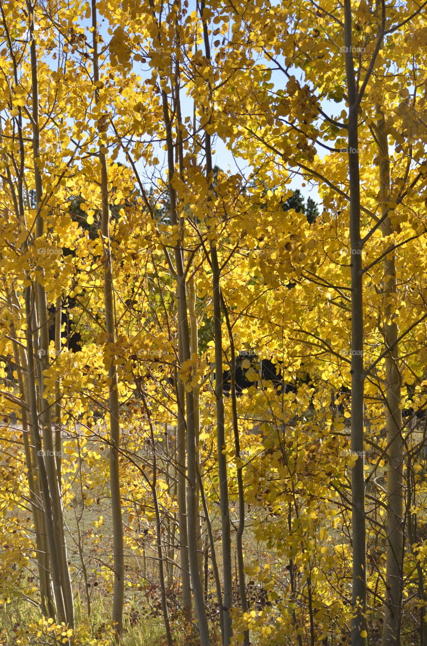 Aspens