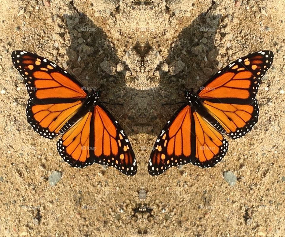 butterfly mirror