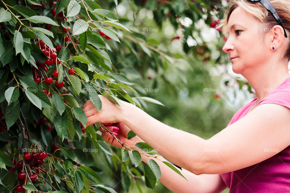 Woman picking cherry berries from tree