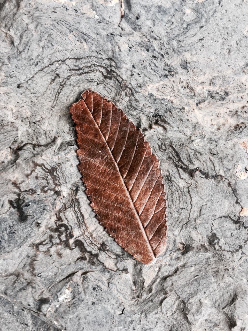 Leaf on oil shale 