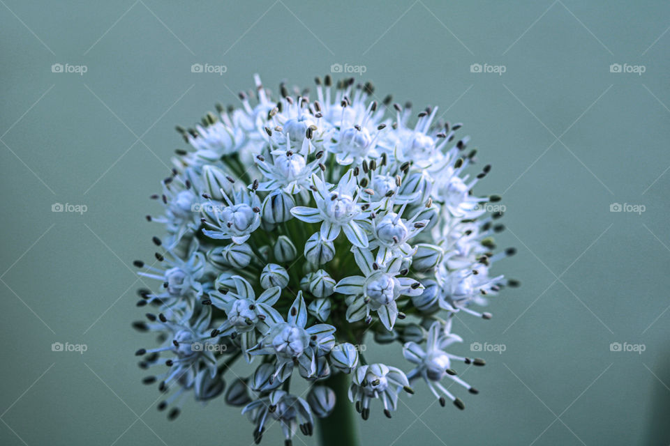 Flower of onion