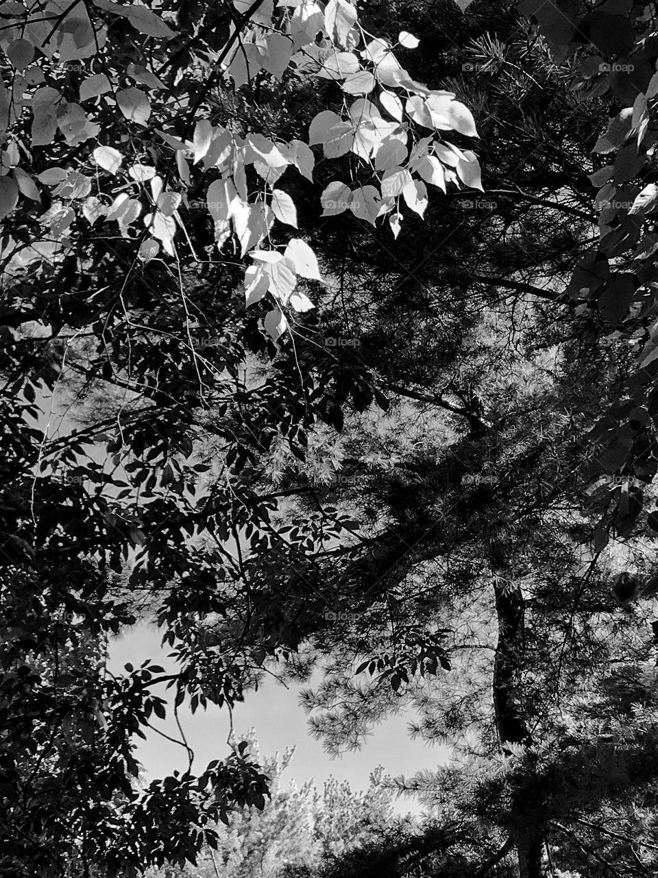 White birch black and white