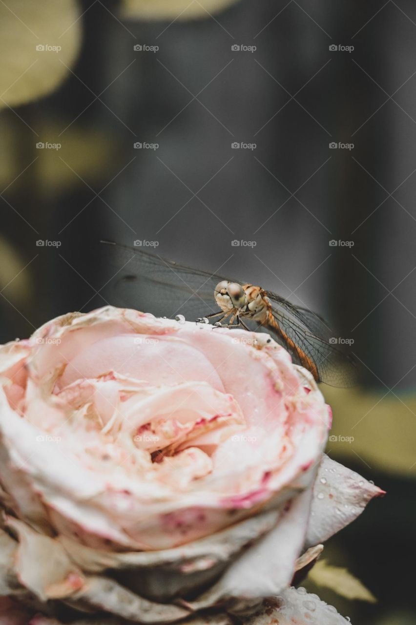 dragonfly flowers spring
