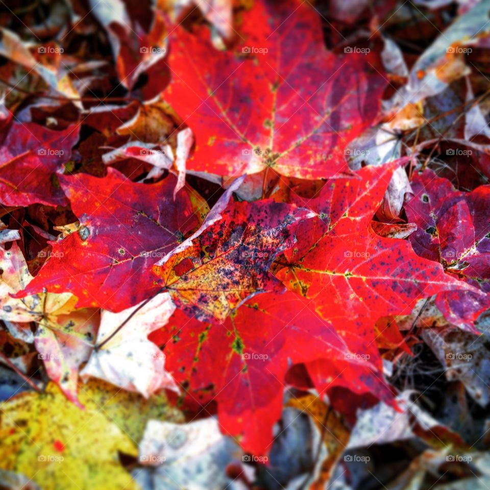 Autumn leaves, New England . Gorgeous red maple leaves in Ridgefield, ct. The amazingly colorful fall of 2015