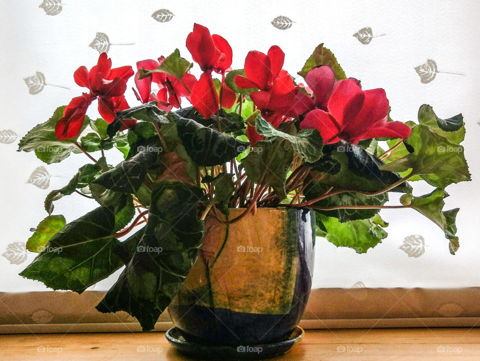 house plants in the pots