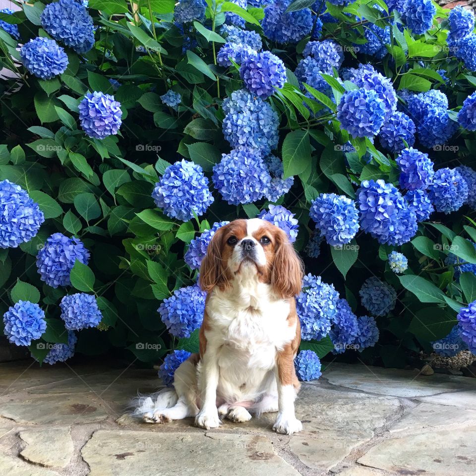 Cavalier King Charles Spaniel in front of blue hydrangeas 