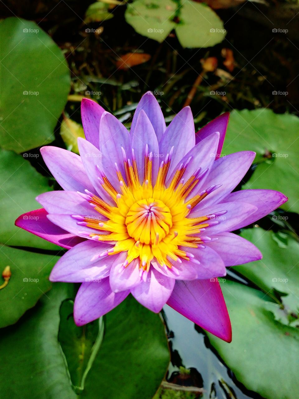 lotus flower