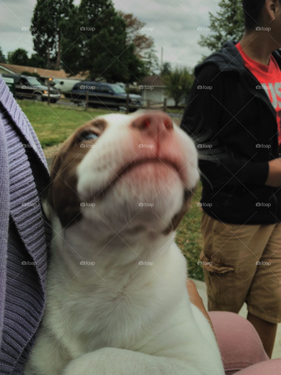 Puppy sniffing lens