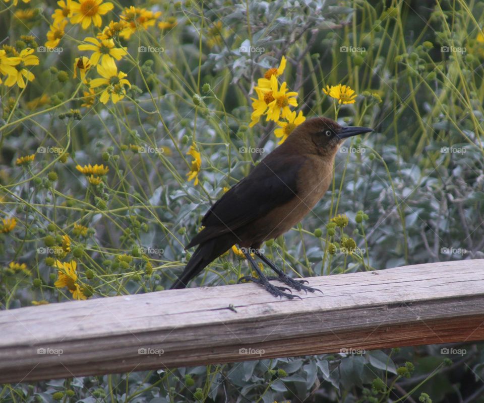 Grackle on Fence in Spring