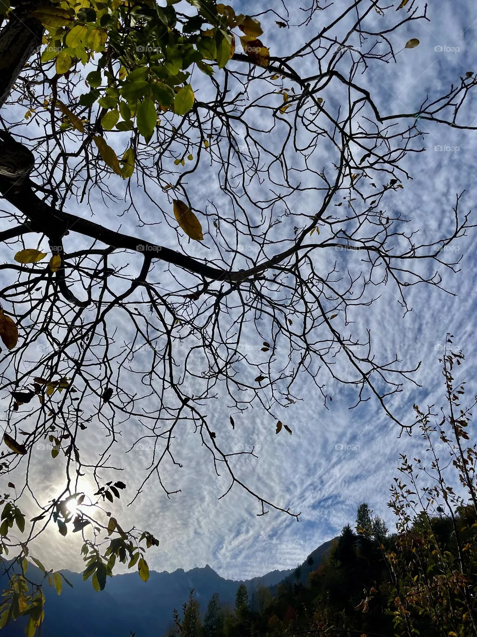Falling leaves 