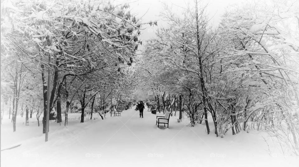 Winter landscape in the park