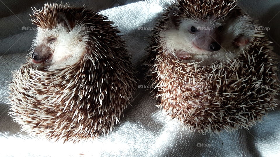 Sleepy Hedgehogs