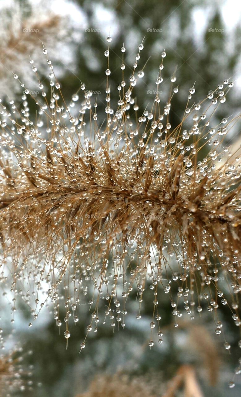 Morning Dew. Delicate dew droplets on Oregon plant life in the fall.