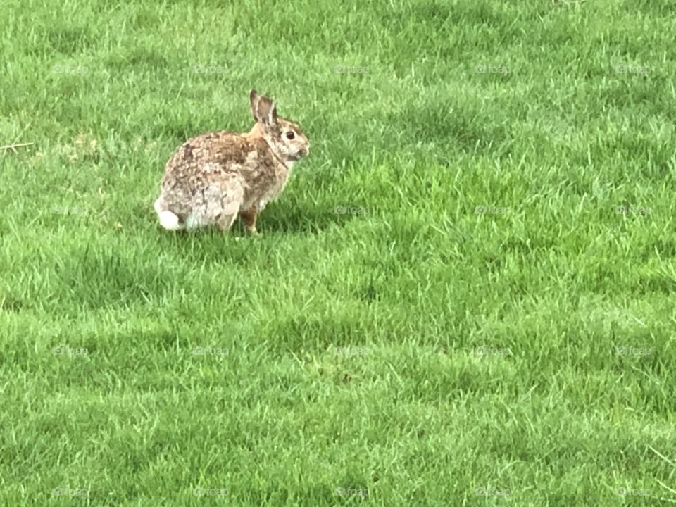 Signs of spring, bunny rabbit on the green grass