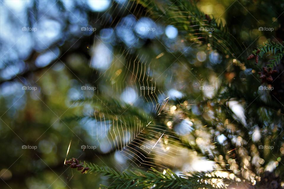 spiderweb between pine branches