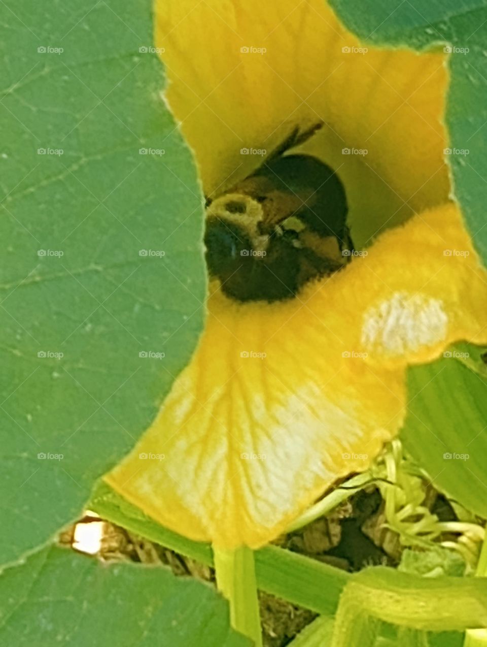 pollinate the pumpkin