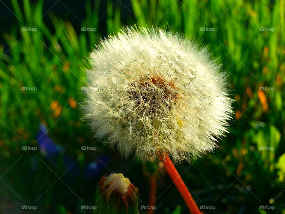 Beautiful dandelion I