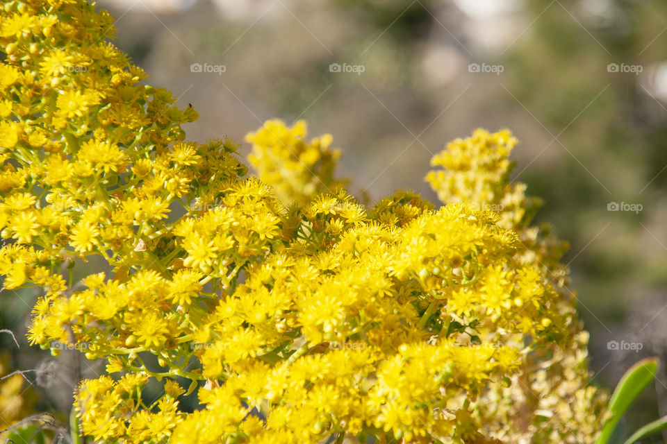 Yellow flowers 