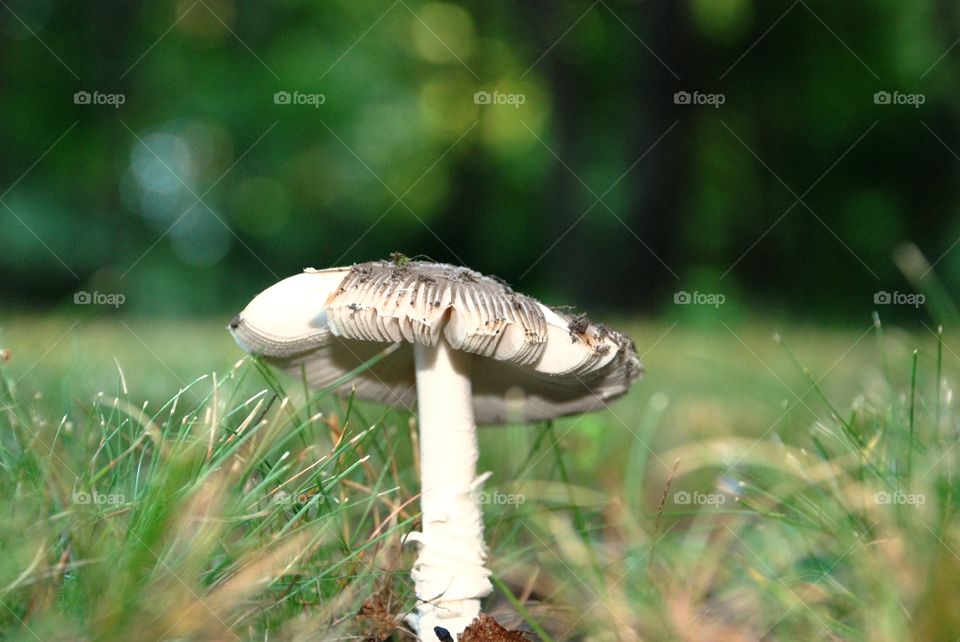 Mushroom