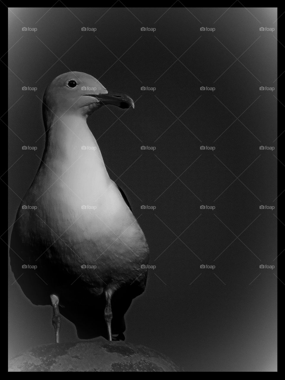 Portrait of a sea gull
