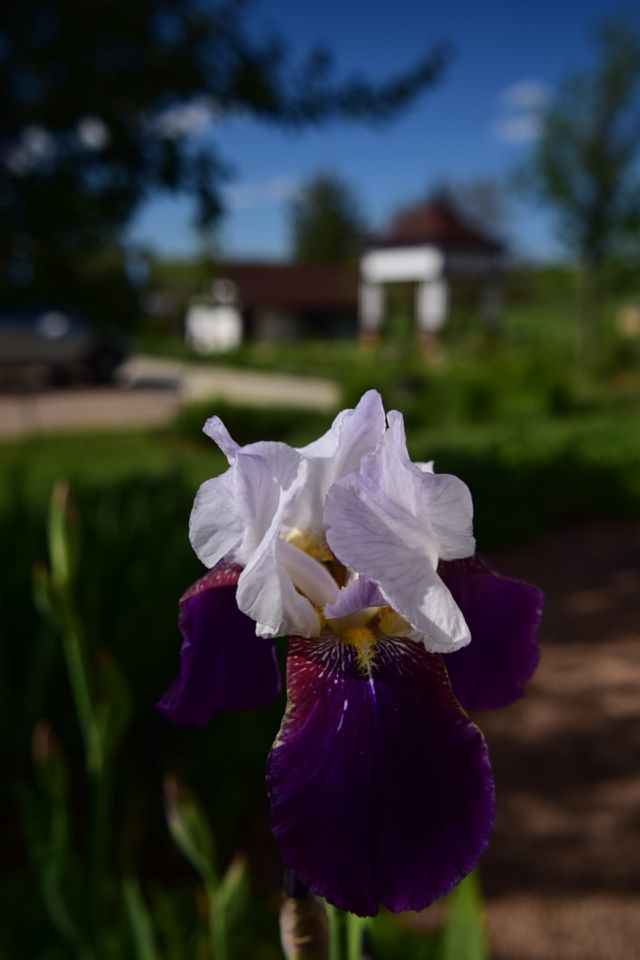 Iris. Flower