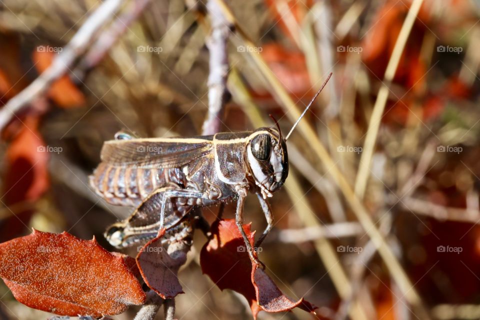 Grasshopper on brown leaf