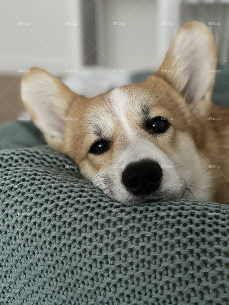 sleeping corgi