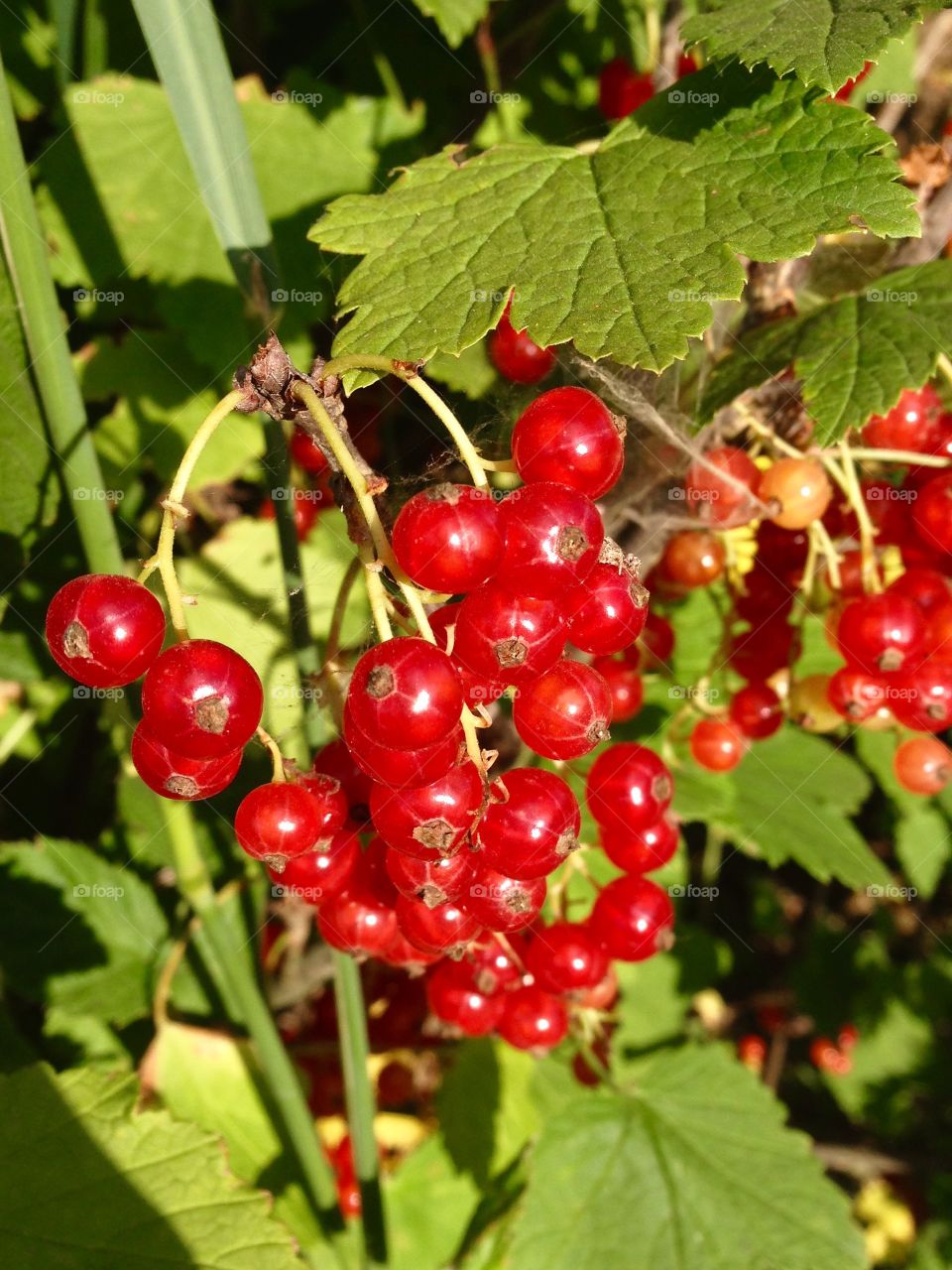 Red currant