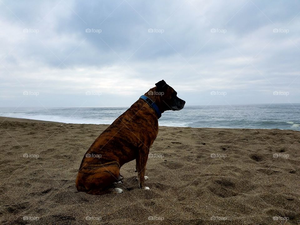 Thor at the coast!