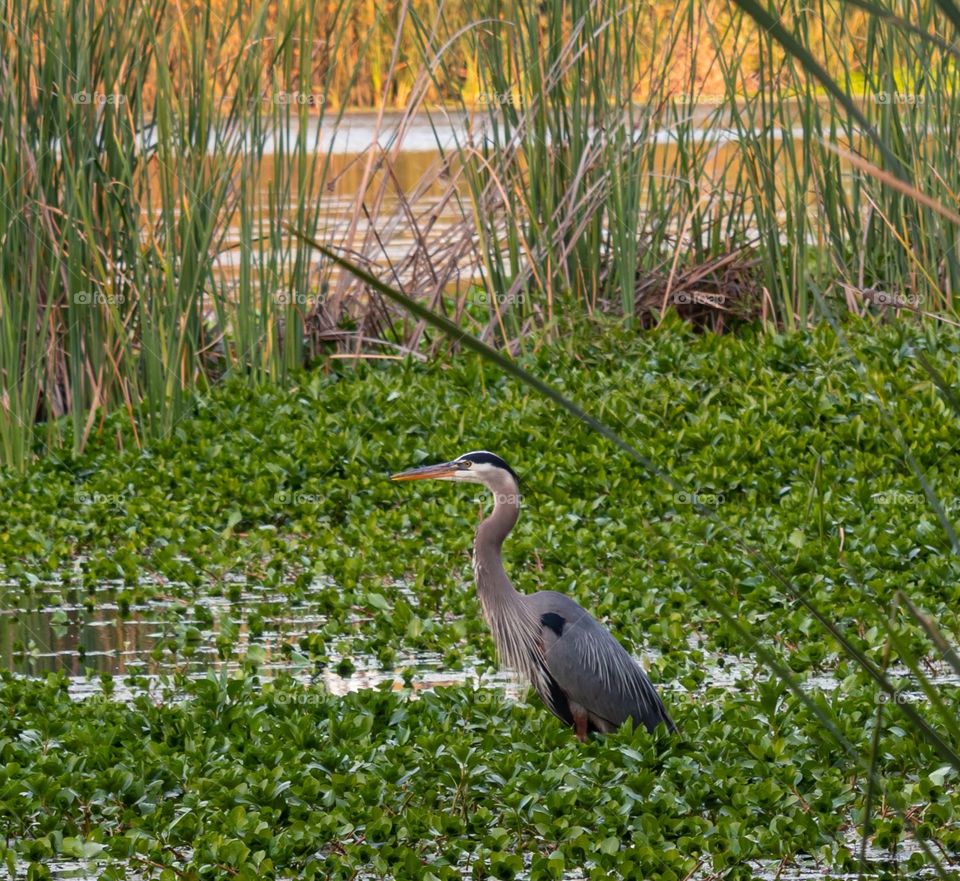 A great blue heron looking for dinner around sunset.