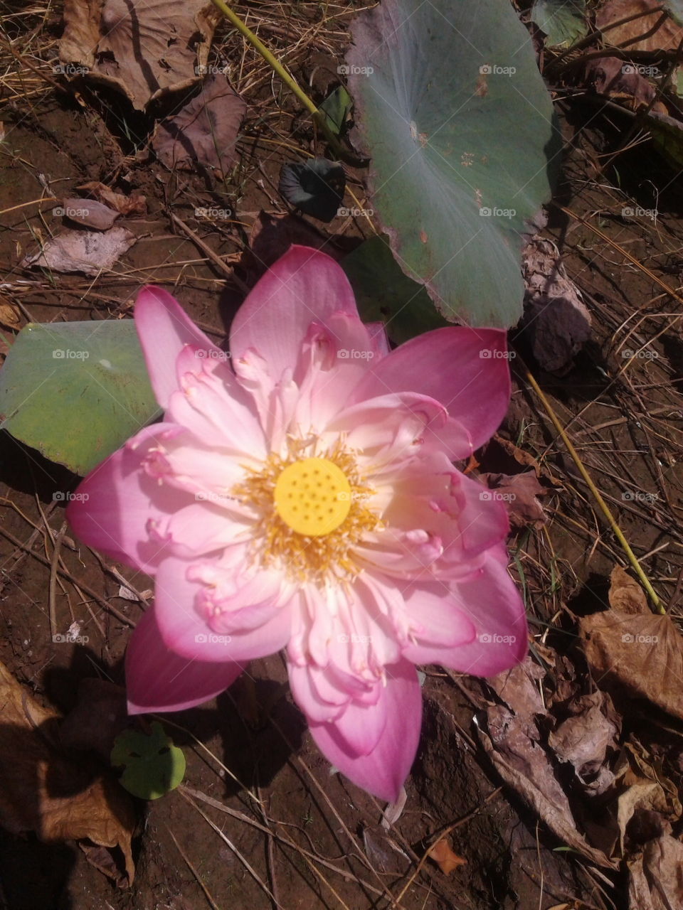 beautiful lotus flower