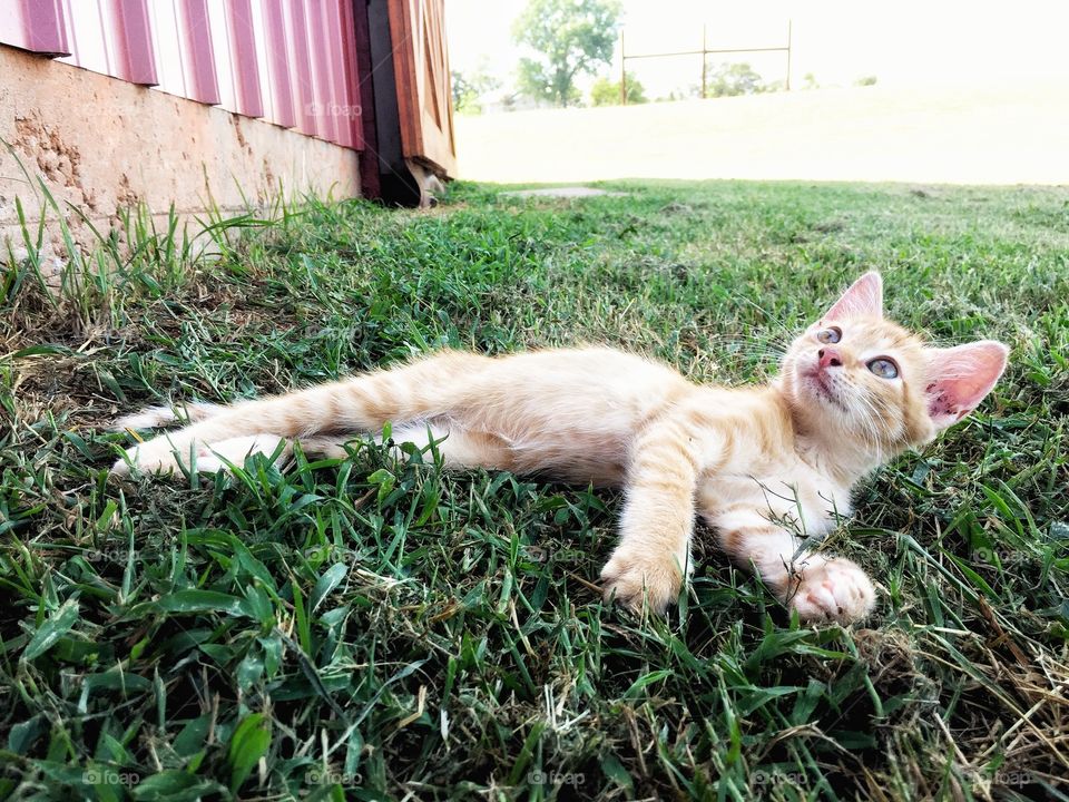 Sunbathing kitten