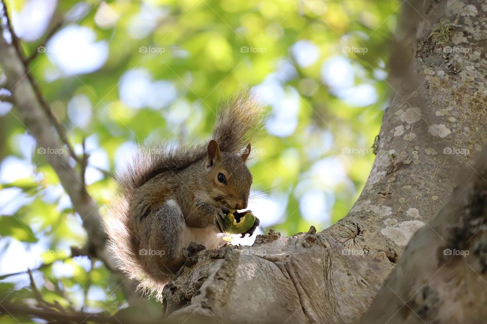 Squirrel sitting on the branch 