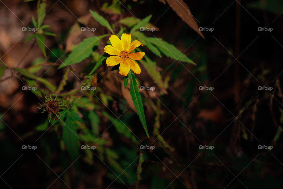 golden flower in the woods