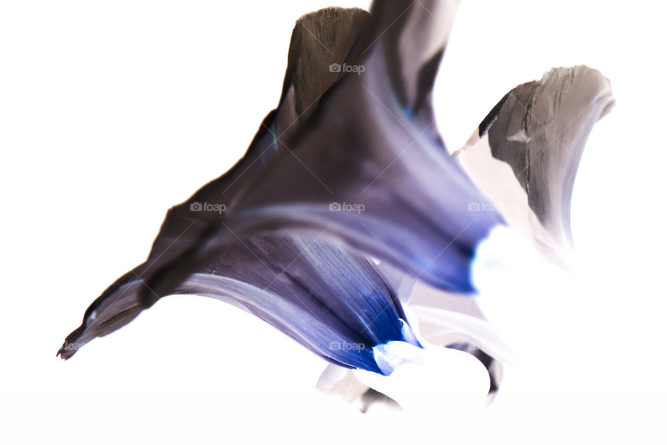 bindweed flowers 
negative image