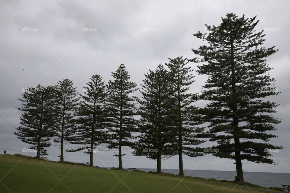 sky nature outdoor trees by king