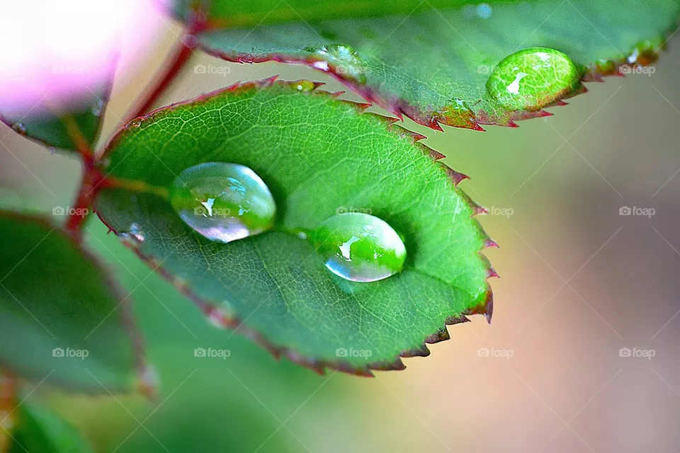 rain