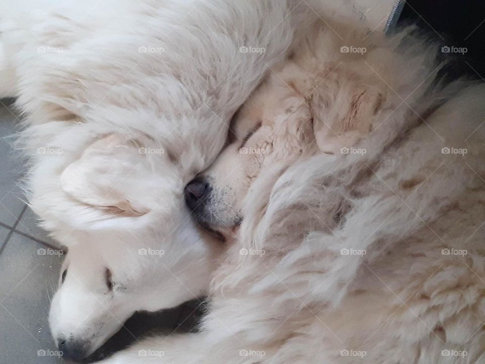 Two Pyrenean mountain dogs taking a nap against each other 