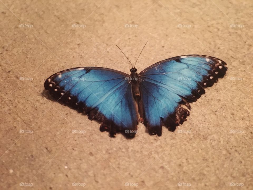 Butterfly at Magic Wings