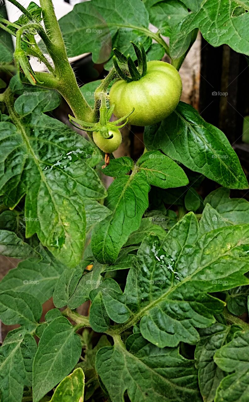 1st tomato. home garden