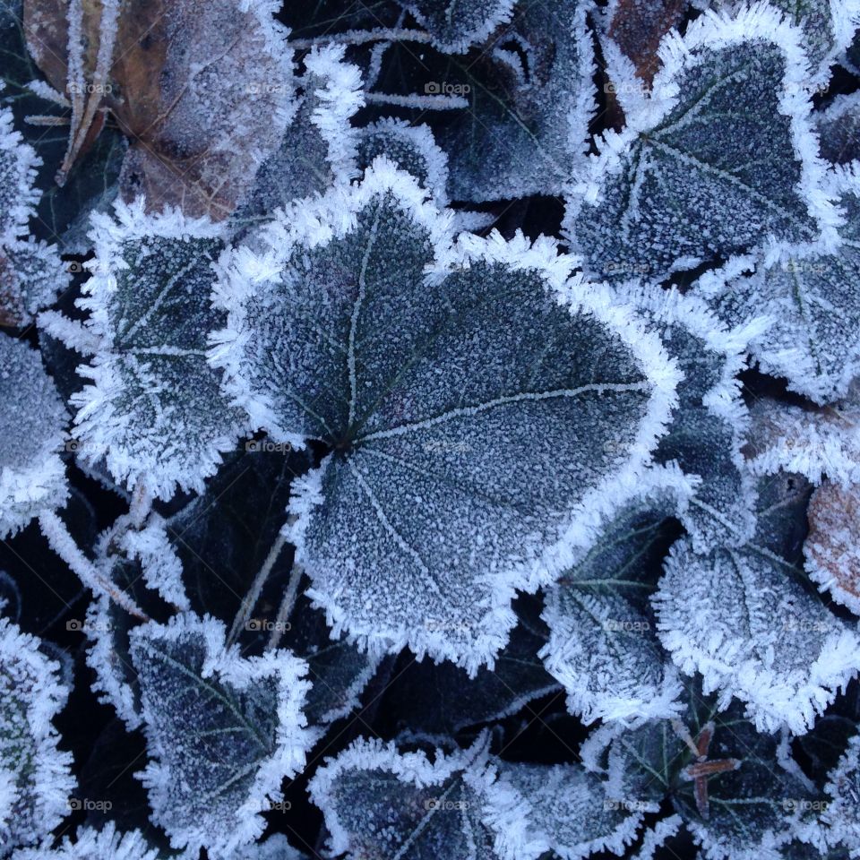 Frosty leafs 