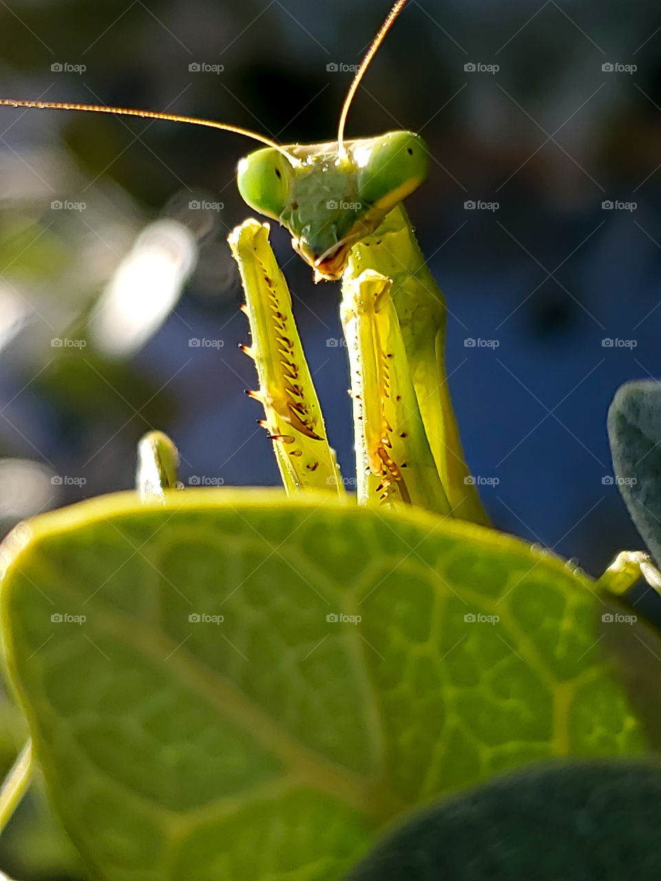 Close up of a female praying mantis illuminated by morning sunlight while staring directly at the camera as if saying "hey man what do you want! "